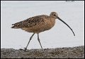 _7SB6024 long-billed curlew